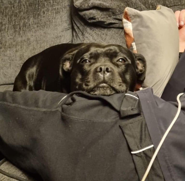 Staffordshire Bull Terrier di Grecalestaffs che è stato scelto da una famiglia in UK sul divano