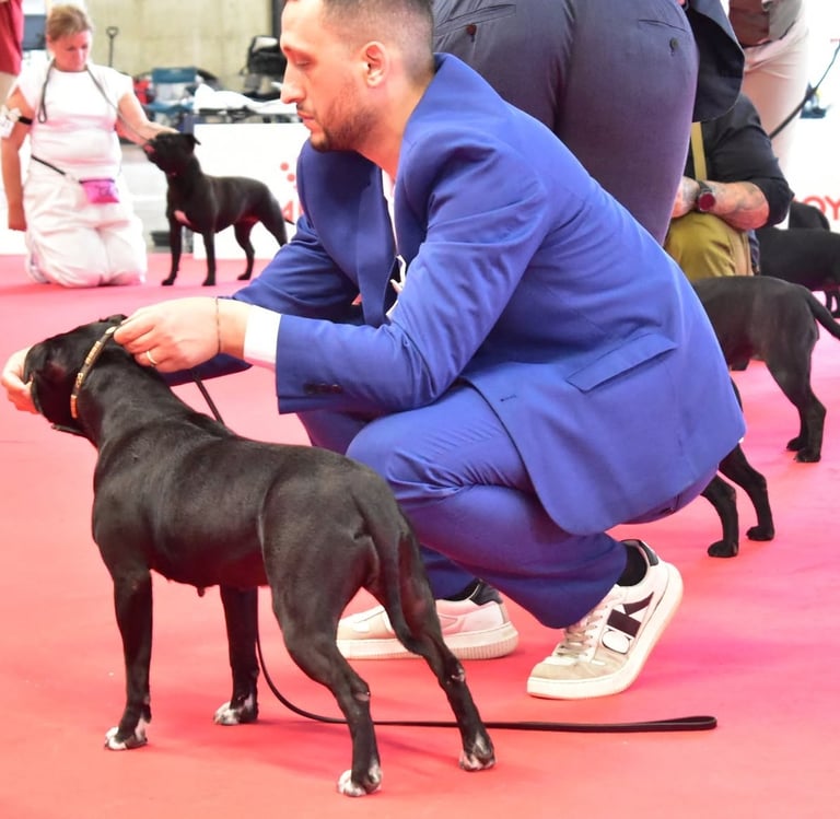 Staffordshire Bull Terrier peso forma e salute