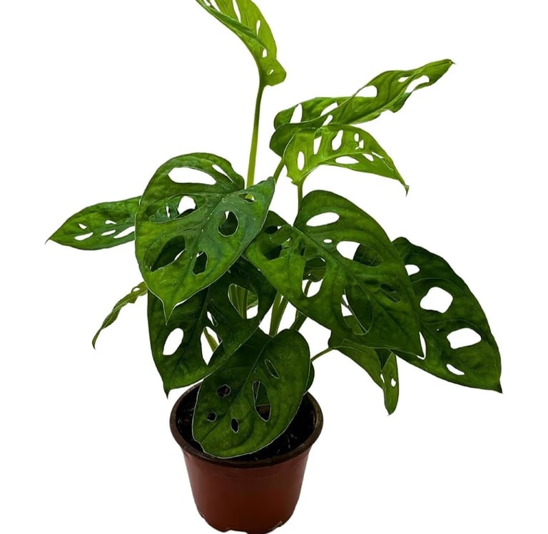 Monstera adansonii Swiss cheese plant cutting with fenestrated leaves, ideal for sphagnum moss