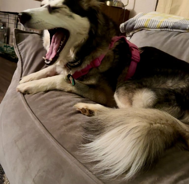 a dog is sitting on a couch with his tongue out