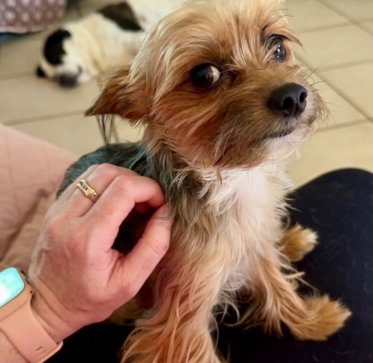 a tiny dog is being pet