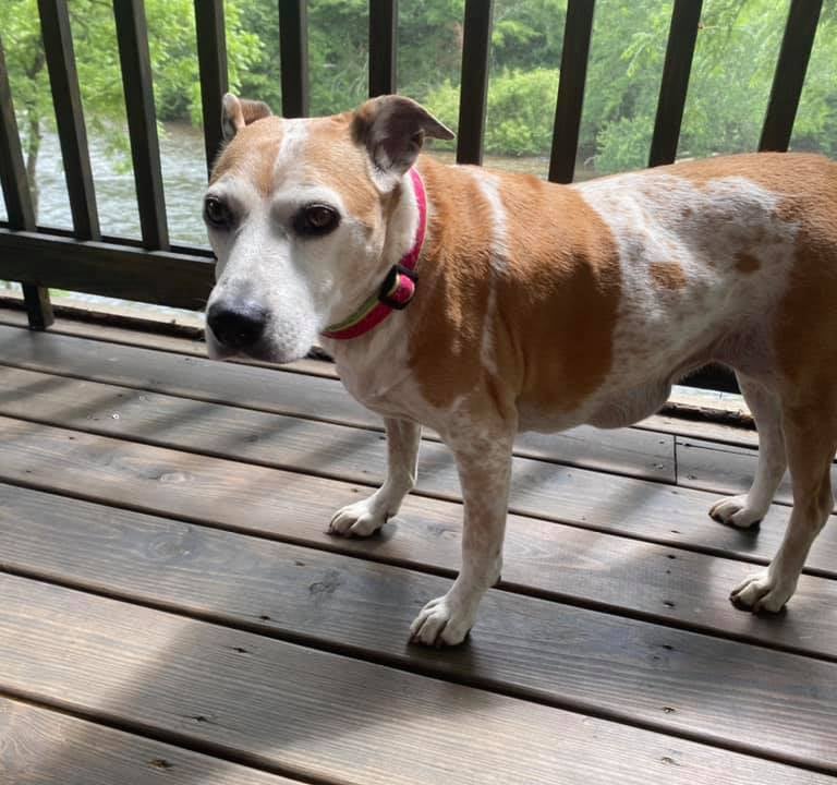 a dog standing on a deck