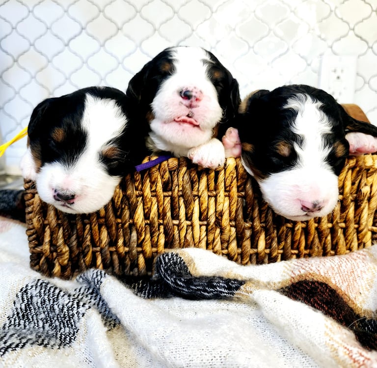 Bernedoodle Puppies