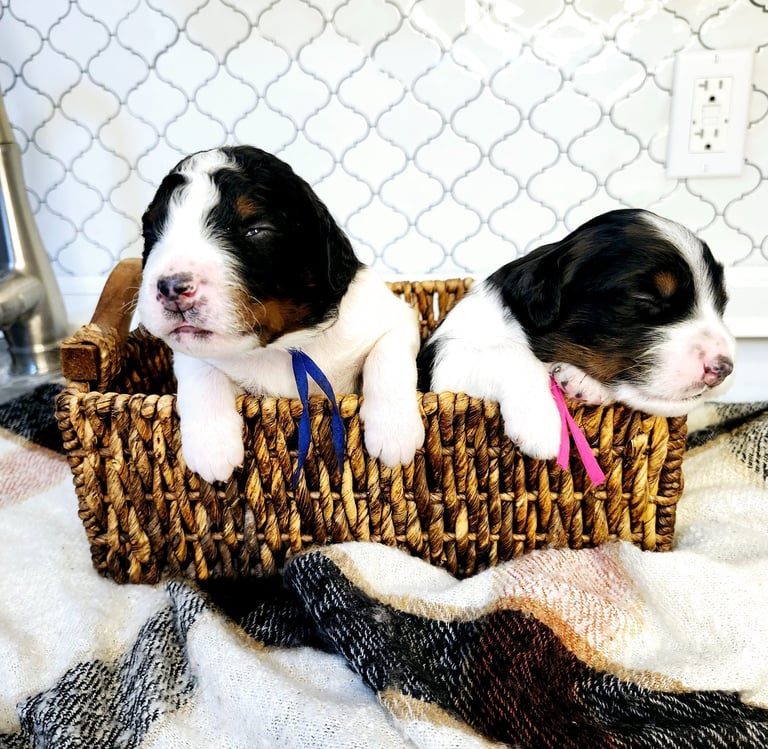 Bernedoodle Puppies