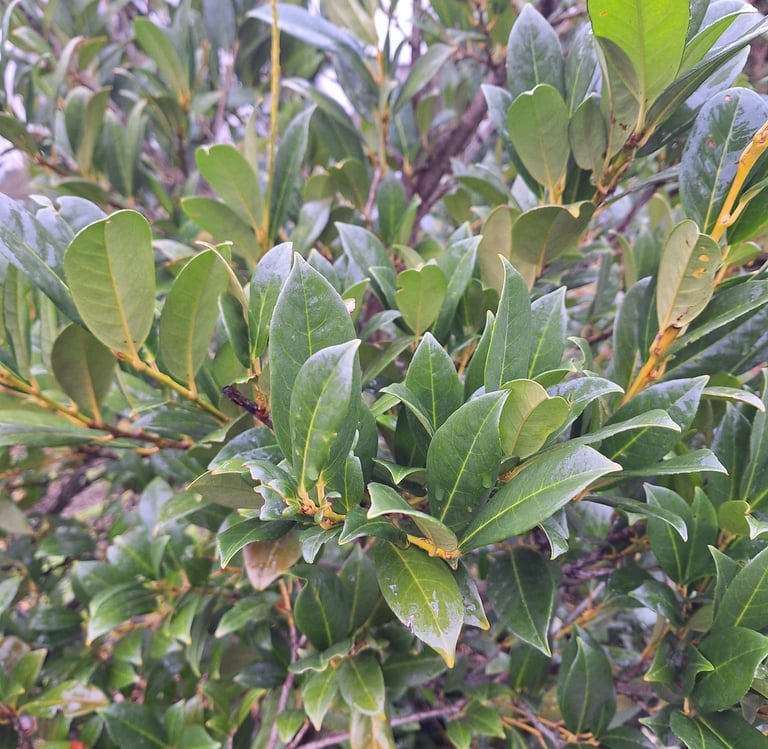 a deer resistant Inkberry Holly bush in shade