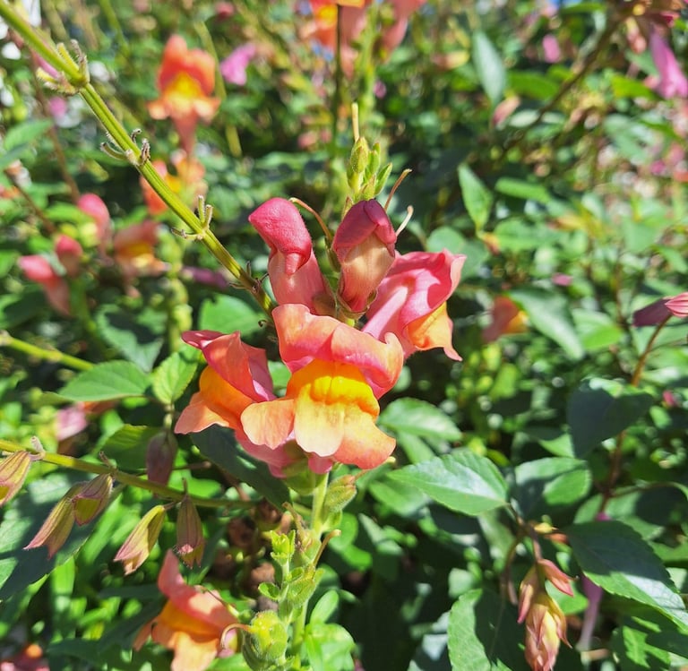 one colorful Snapdragon flower