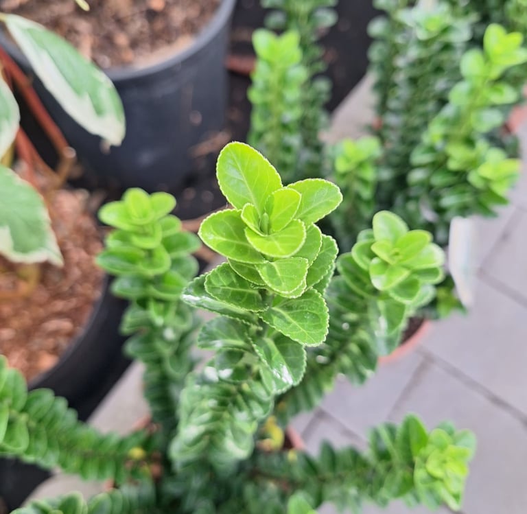 an English Boxwood stem with green leaves
