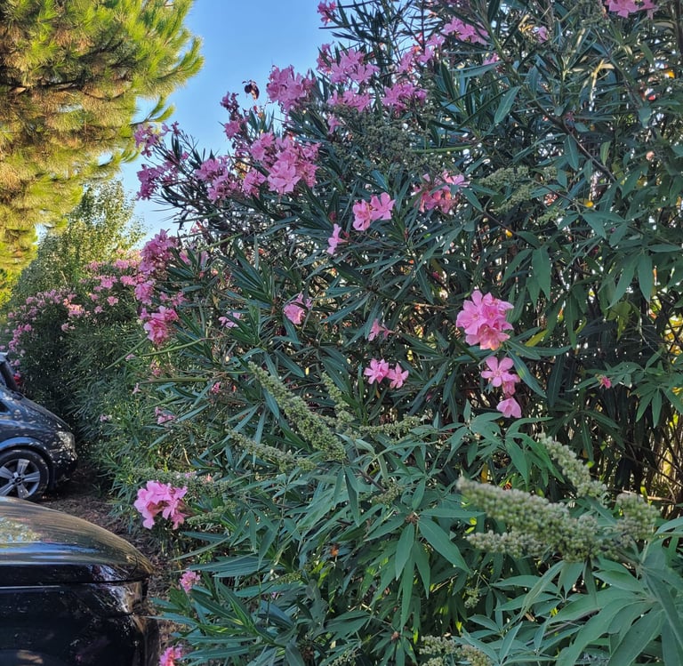 tall Oleander hedges with flowers