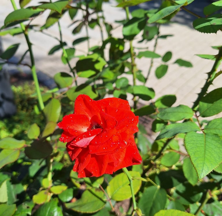 a bright red rose plant blooming in June