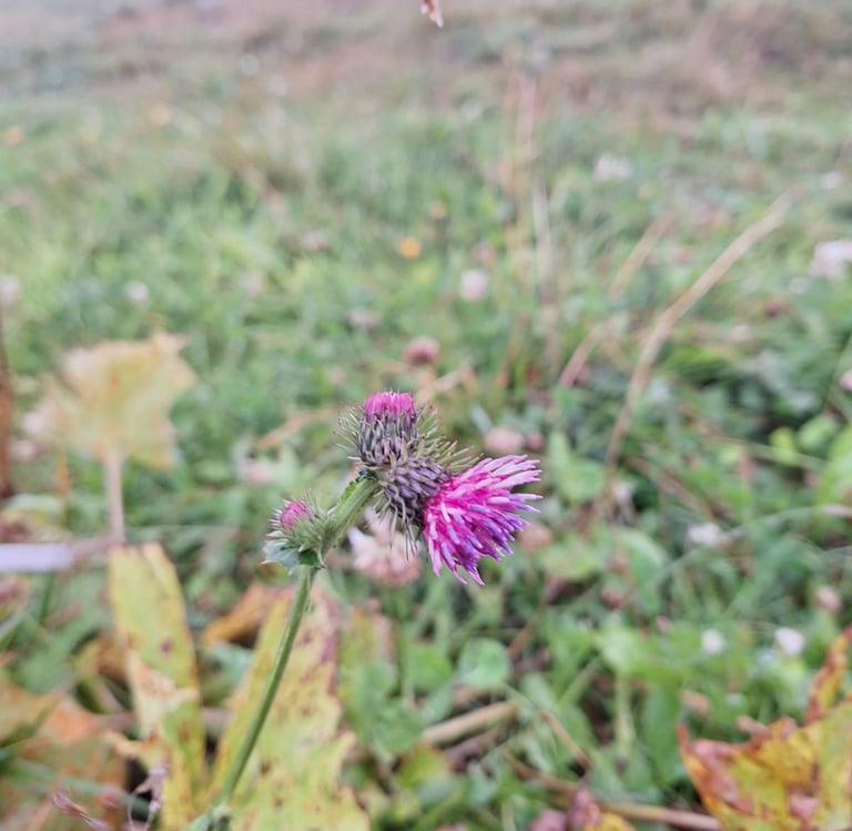 one pink Alpine Tistle booming in a meadow