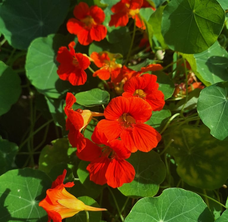 a climbing Nasturtium plant with red flowers