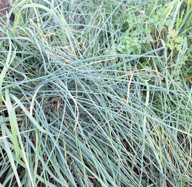 multiple long and green Chive stems