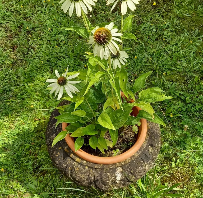 multiple Coneflowers with white petals