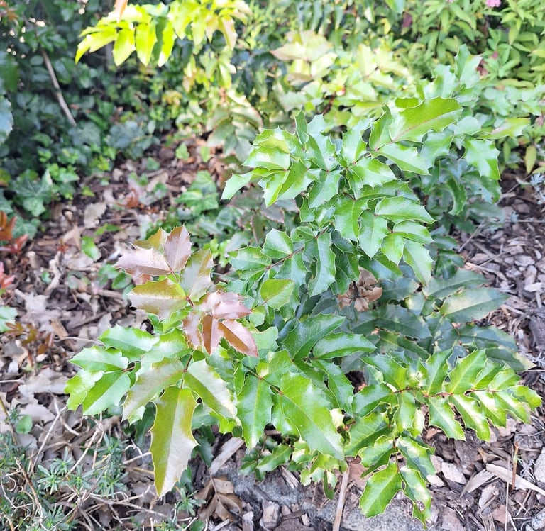 small green Dwarf Holly bushes in full sun