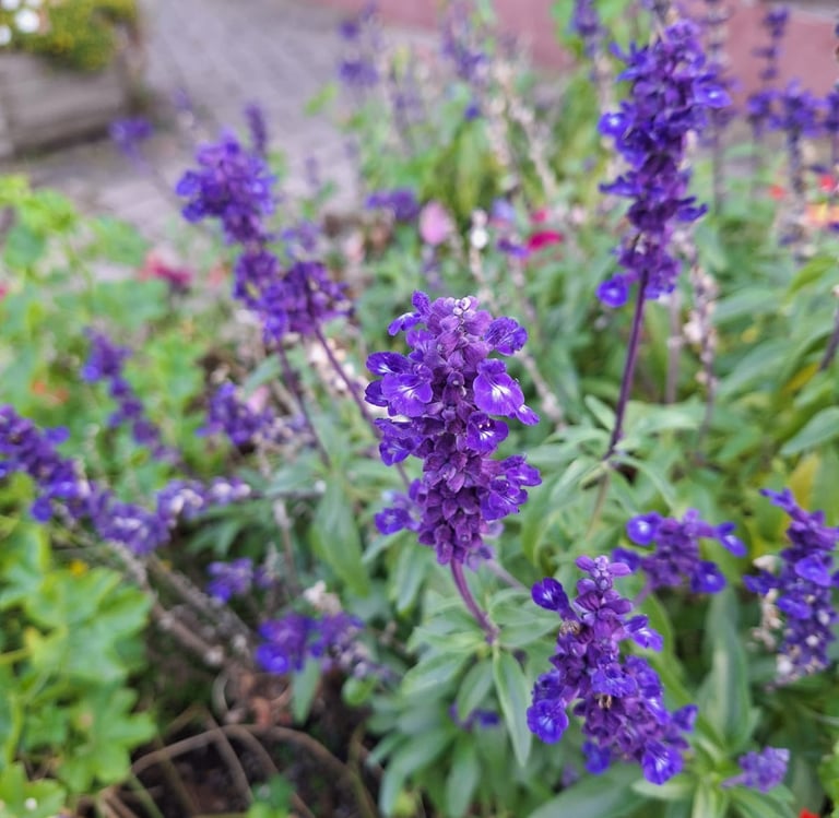 a small drought tolerant Ajuga bush with flowers