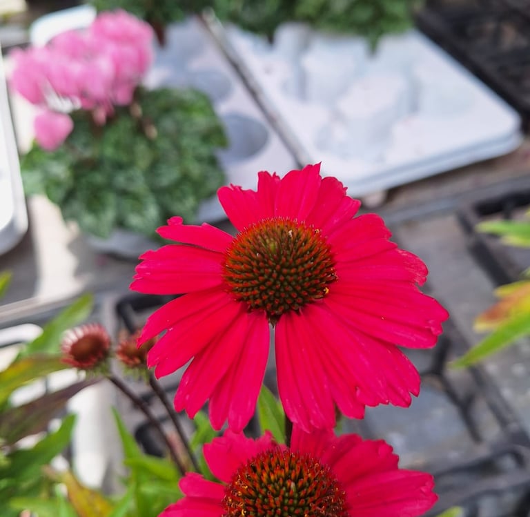 red Dwarf Coneflower perennials