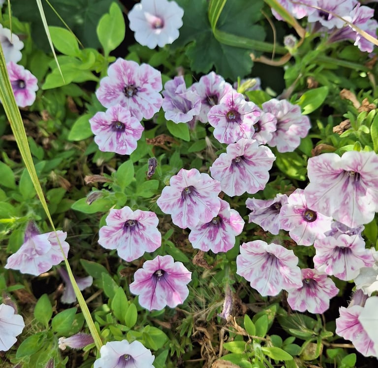 a bunch of Petunias flowers growing in a sunny place