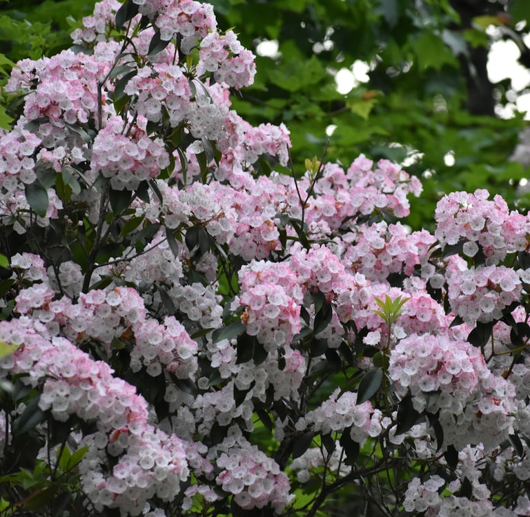 white-pink Kalmia Latifolia flowers bloomng on a bush