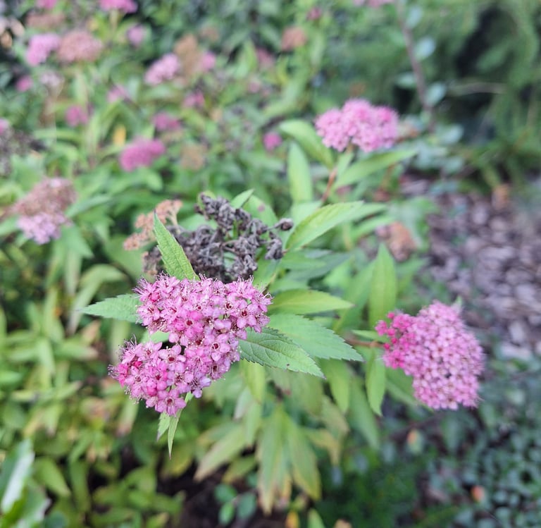 one Spirea bush with green leaves and flowers