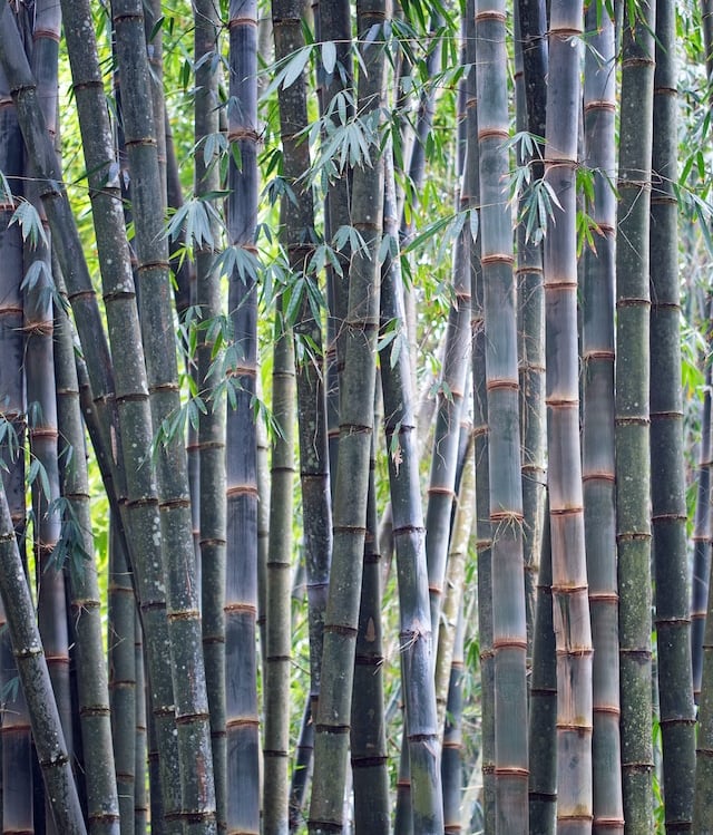 multiple Blue Bamboo Steams with a few leafes
