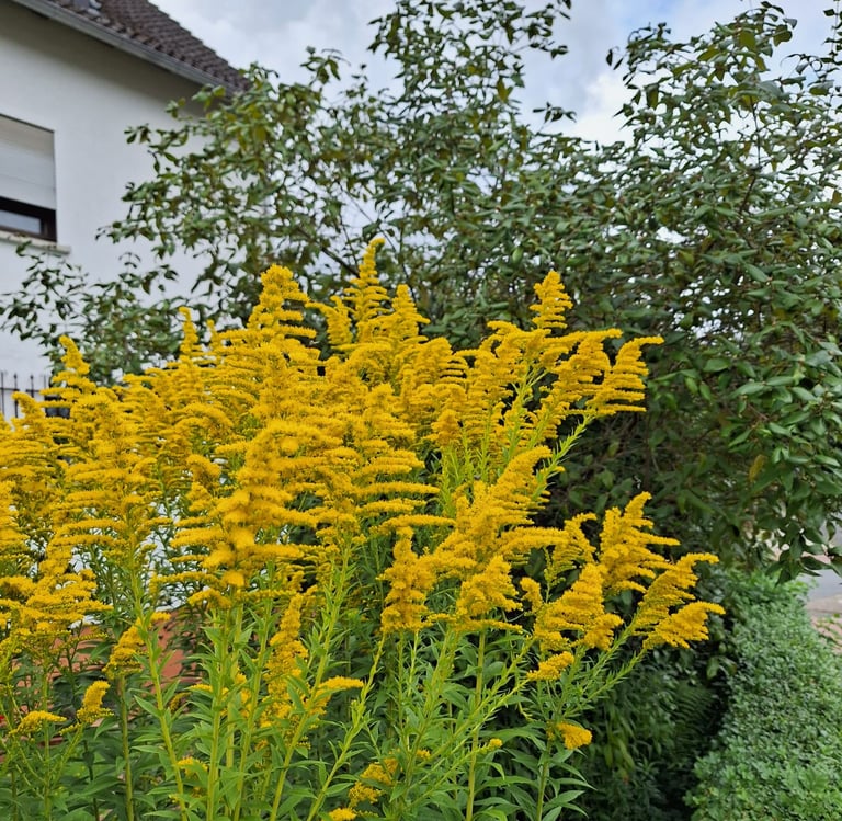 yellow flowering Septmber plants called Goldenrod