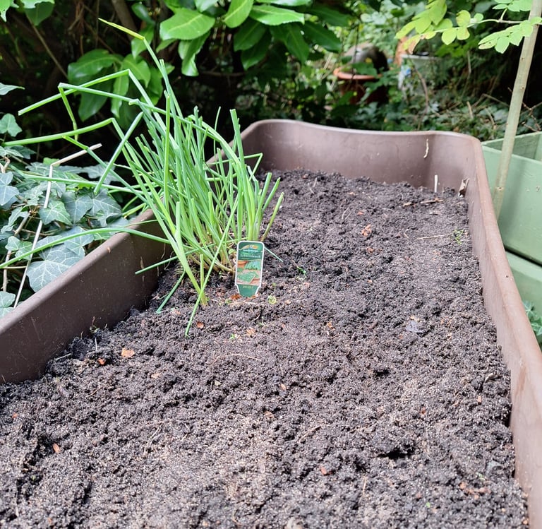 Chives that are ready to be harvested
