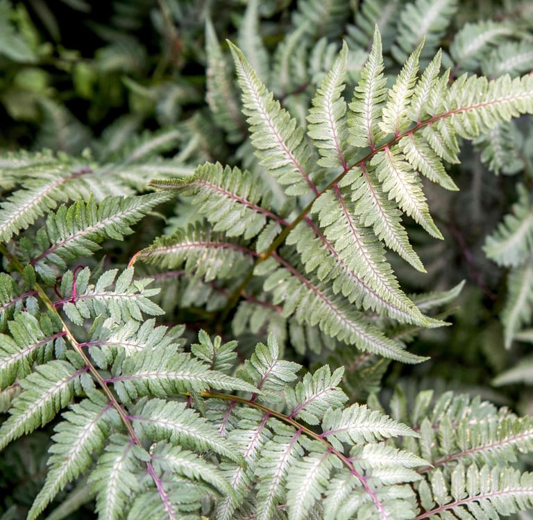 a white-green shade round cover plant