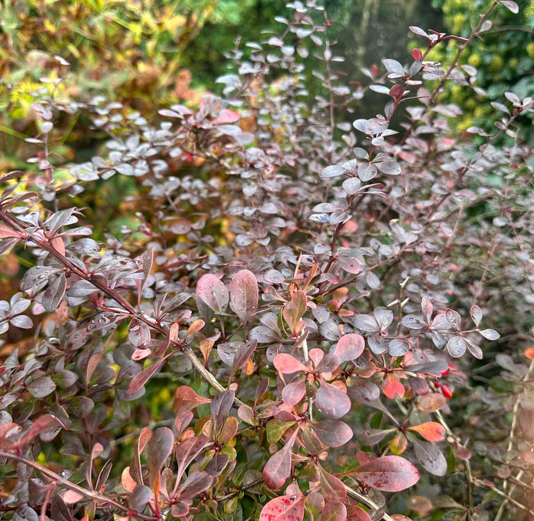 Barberrys growing in a zone 5 garden