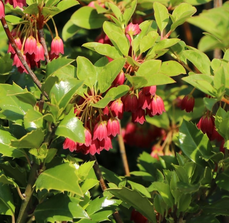 a bush with hanging red flowers in a sunny garden