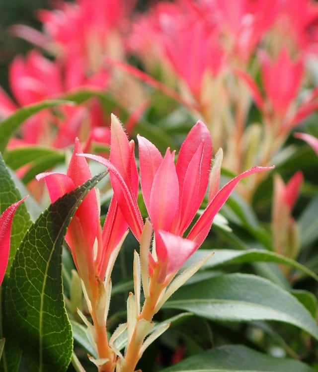 a Pieris bush with red new growth for shade