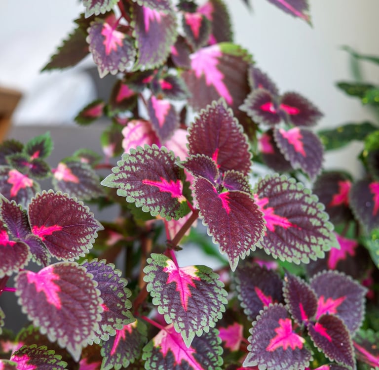 colorful shade Coleus leaves in a hanging basket
