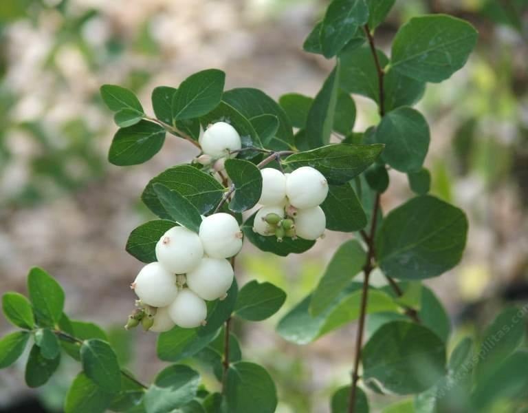 green Snowberry plants growing is the winter