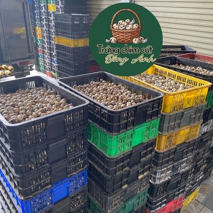 trứng chim cút giá sỉ, giao hàng Hà Nội, Bắc Ninh, Hưng Yên, Vĩnh Phúc, Phú Thọ, Thái Nguyên