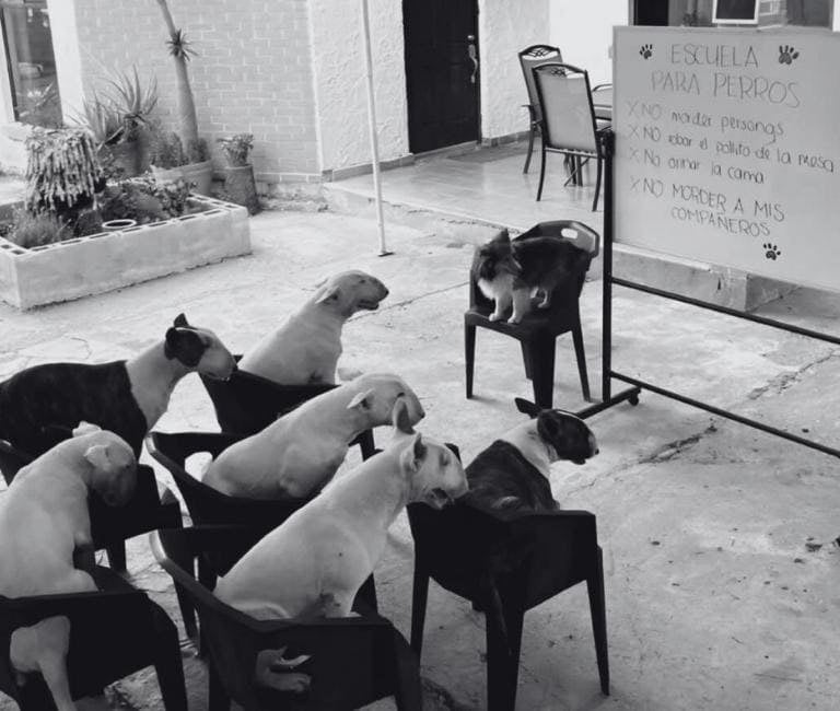 Un perro dando clase a un grupo de bull terriers en escuela para perro en San Luis Potosí