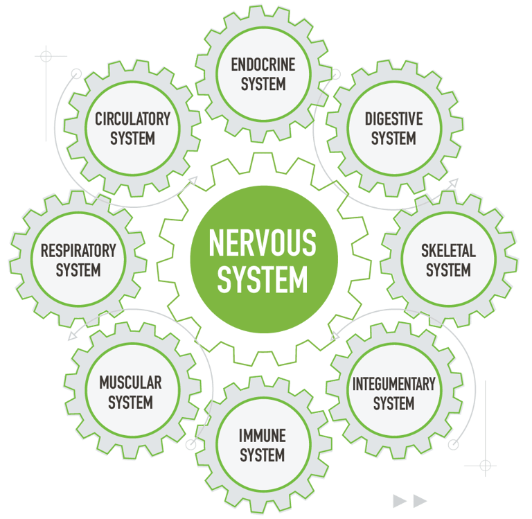 The Wellness Way Swiss watch principle describes whole body approach