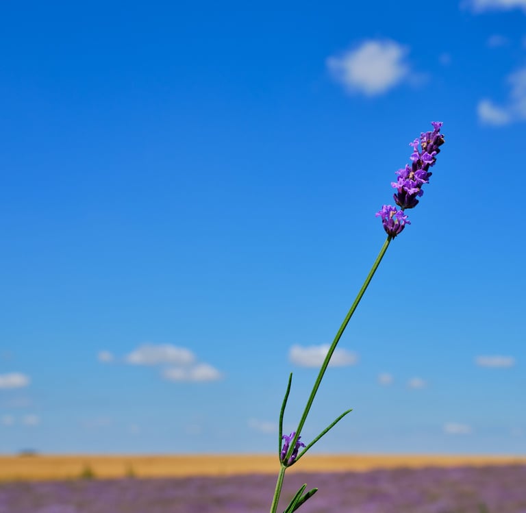 Wholesale lavender absolute by Hyra with rich honey-like aroma for perfumery, cosmetics, and wellness formulations