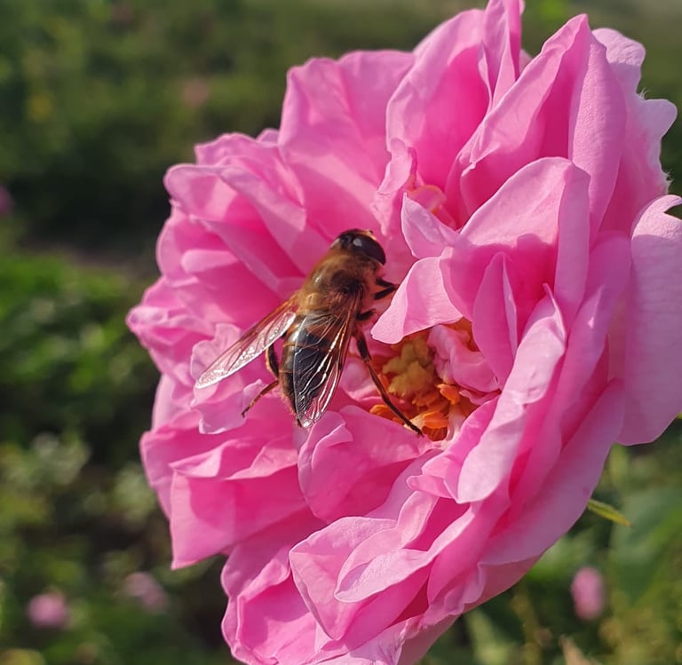 Wholesale supply of Bulgarian rose absolute for perfumery and cosmetics