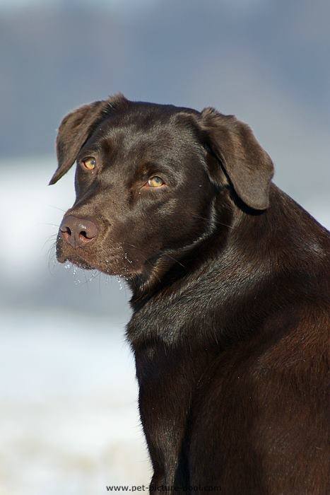 Die hübsche braune Labradorhündin Amy. Ihr Fell glänzt in der Sonne.