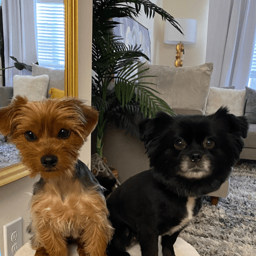 Chloe & Fendi Boujee Pets. Small dogs Yorkie Pomeranian