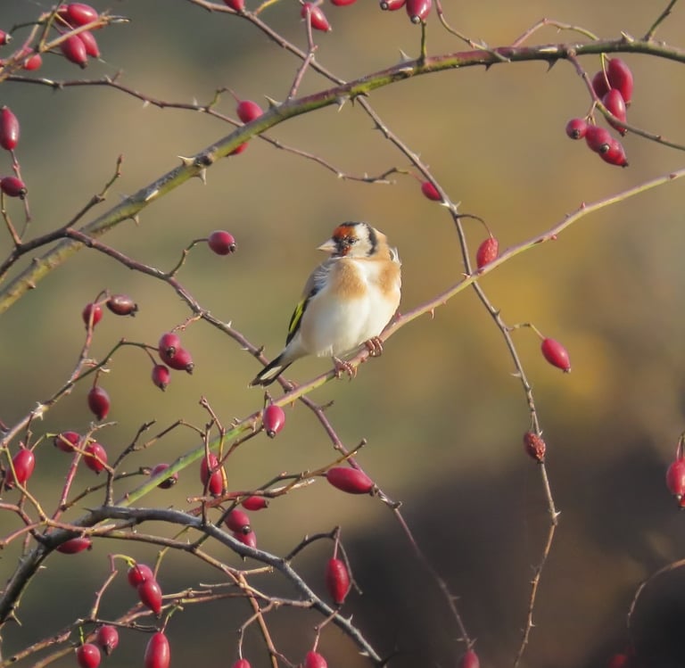 a bird sitting on a tree branch with berries