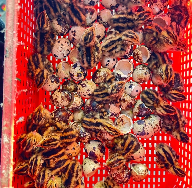 Jumbo Coturnix Quail Chicks hatched on Rose Ranch TN.