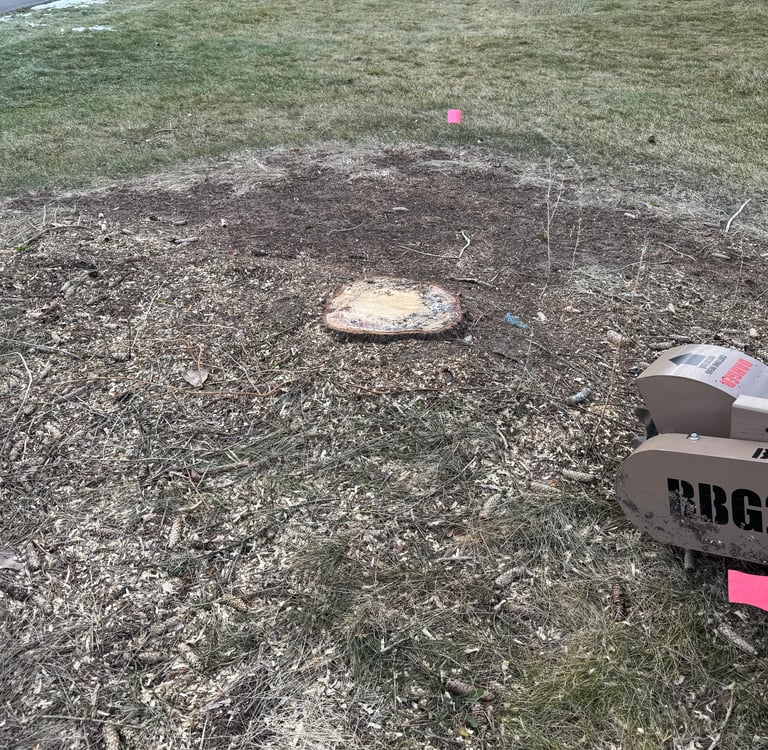 Before stump grinding in Clio, MI