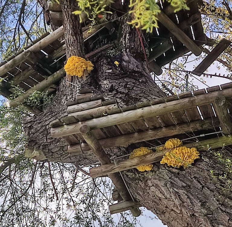 Polypore soufré sur saules