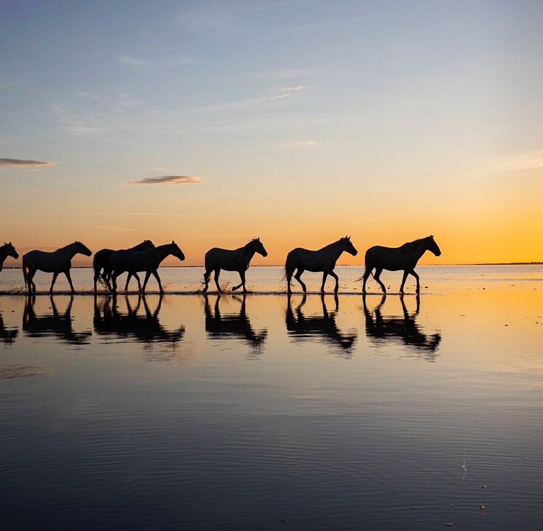 Silhouette of wild horses walking across calm water during a golden sunset with mirror reflections.