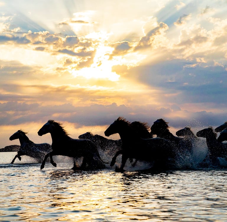A herd of wild horses galloping through water at sunset with golden light rays and splashing waves.