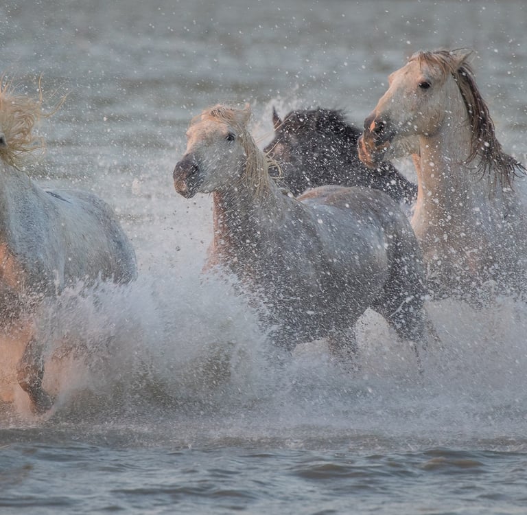 Wild white Camargue horses galloping through water with dramatic ocean spray.