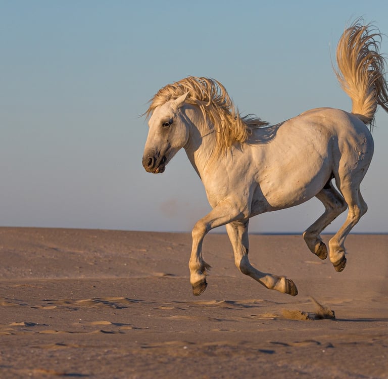 A majestic white Camargue horse galloping across a sandy beach during sunset with its mane and mane flowing.