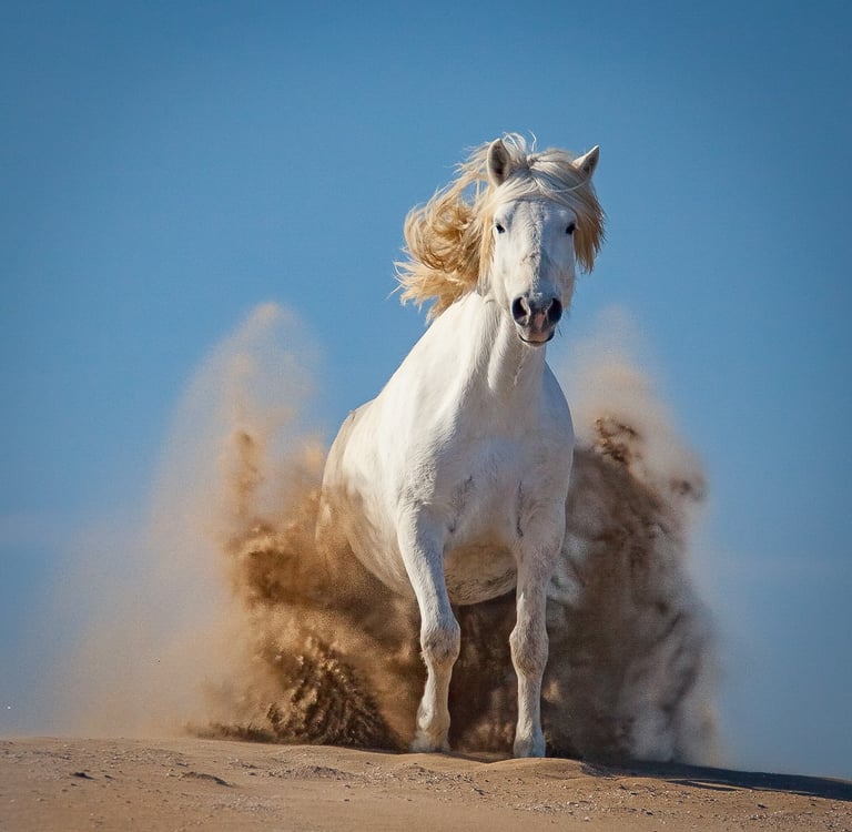 A majestic white Camargue horse galloping through sand dunes, kicking up a dust cloud under a clear blue sky.