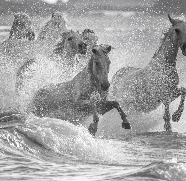 Black and white photo of white Camargue horses galloping through ocean waves with dramatic water splashes.