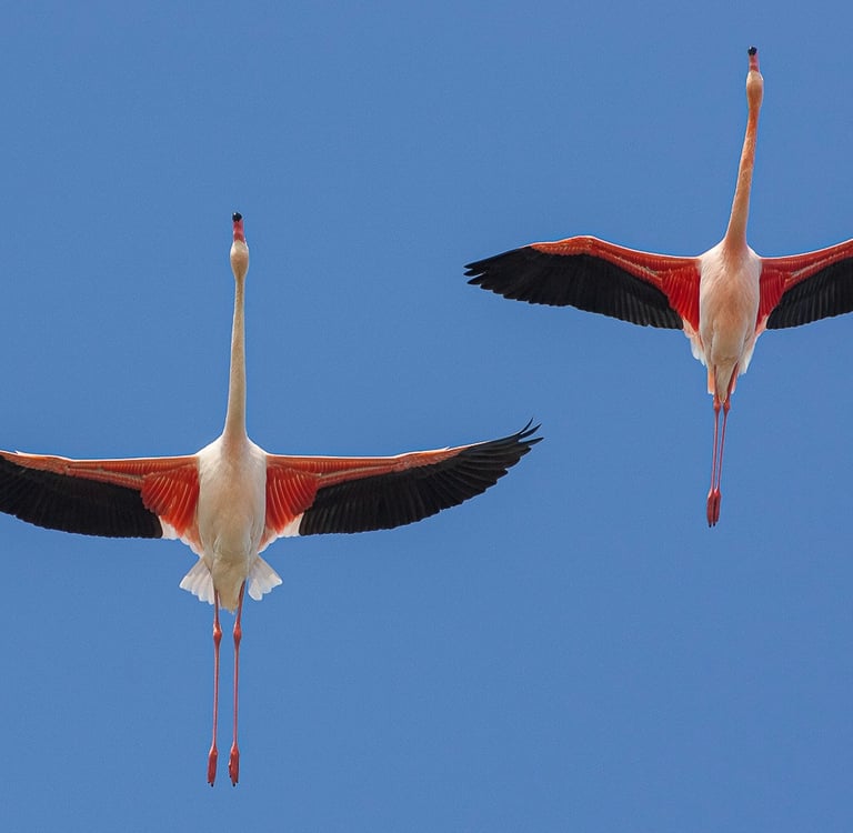Two pink flamingos in flight with wings spread against a clear blue sky.